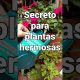 El-secreto-para-plantas-hermosas-tips-shorts-limpieza-jardin-trucos