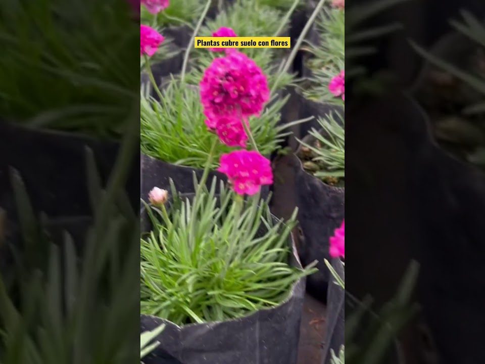 Las-plantas-cubre-suelo-ideales-para-bajo-mantenimiento-y-generan-floracion